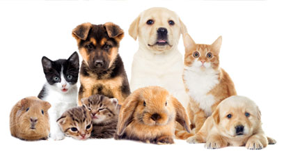 Pet